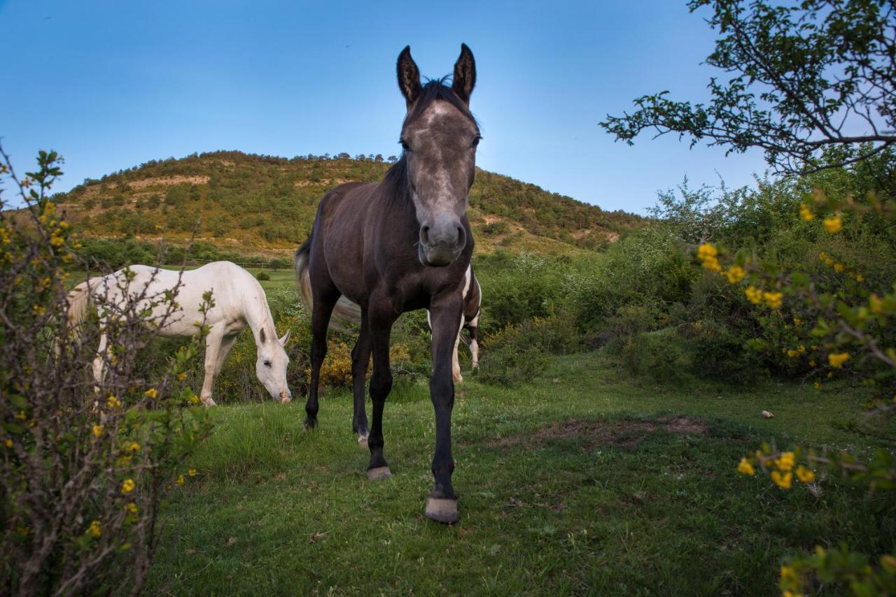 Hospedaje Rural Casa Parri Poveda de la Sierra Buitenkant foto
